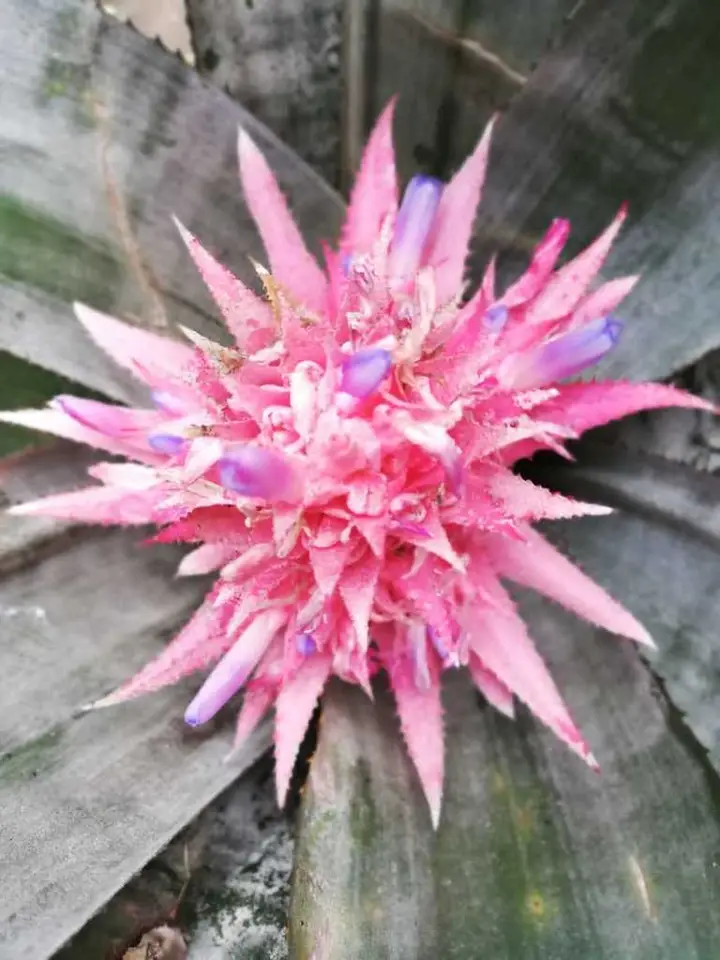 Urn Plant (Aechmea fasciata)