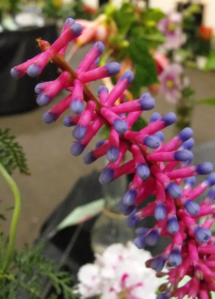 Matchstick Bromeliad (Aechmea gamosepala)