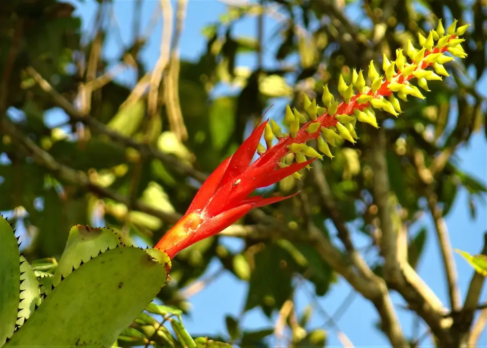 Nakedstem Livingvase (Aechmea nudicaulis)