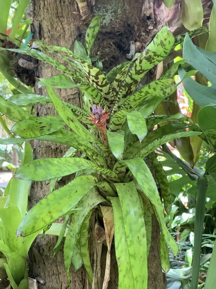 Aechmea orlandiana (Aechmea orlandiana)