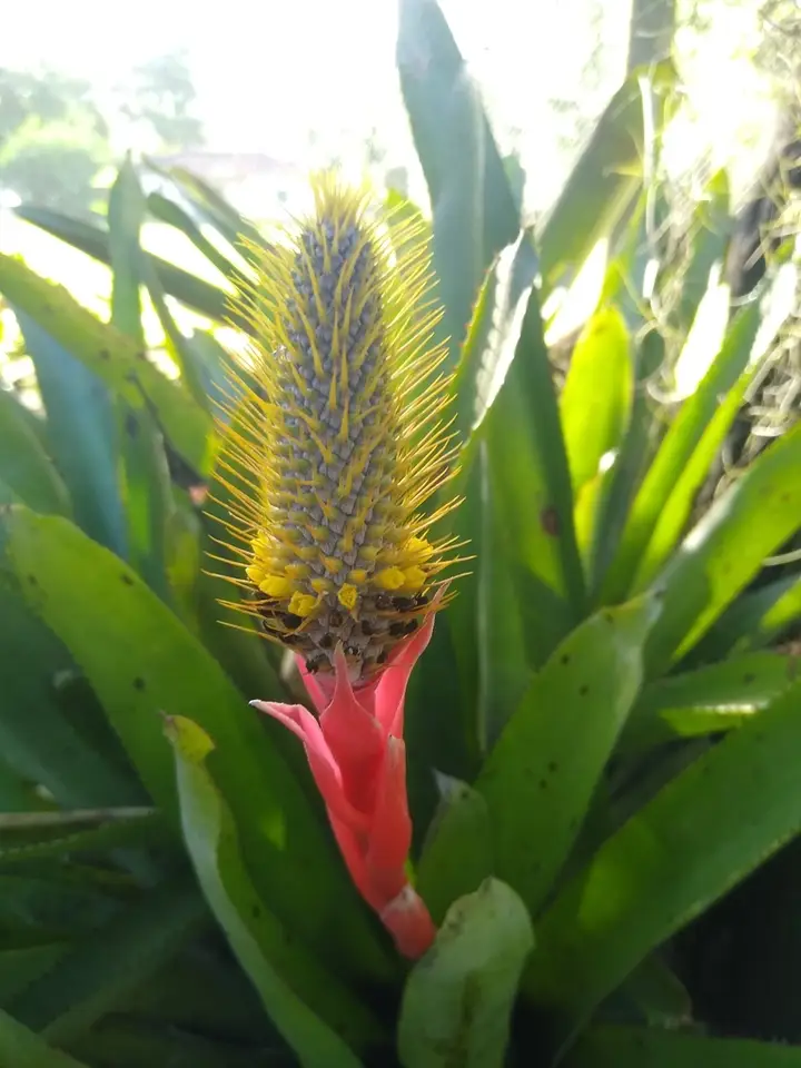 Pinel's Aechmea (Aechmea pineliana)