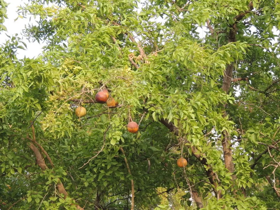 Bengal Quince (Aegle marmelos)
