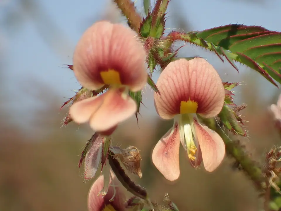 Shyleaf (Aeschynomene americana)