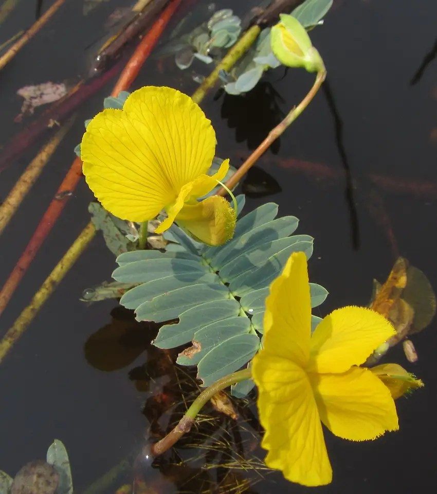 Floating Sensitive Plant (Aeschynomene fluitans)