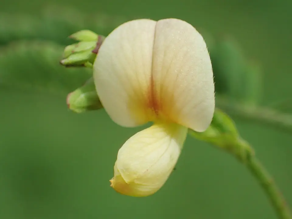 Budda Pea (Aeschynomene indica)