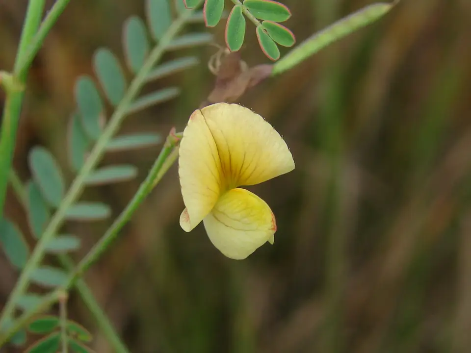 Meadow Jointvetch (Aeschynomene pratensis)