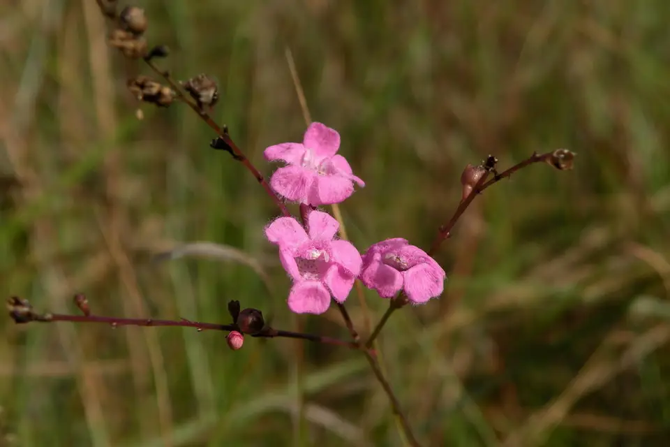 Scaleleaf False Foxglove (Agalinis aphylla)