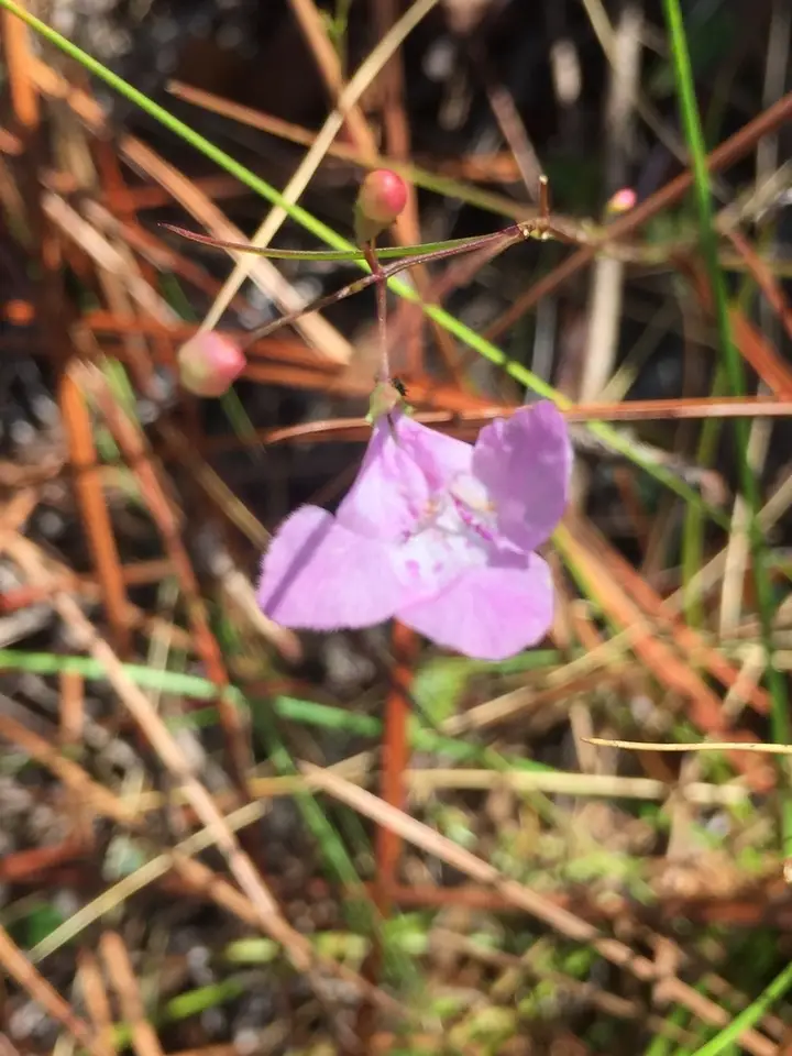 Pineland False Foxglove (Agalinis divaricata)