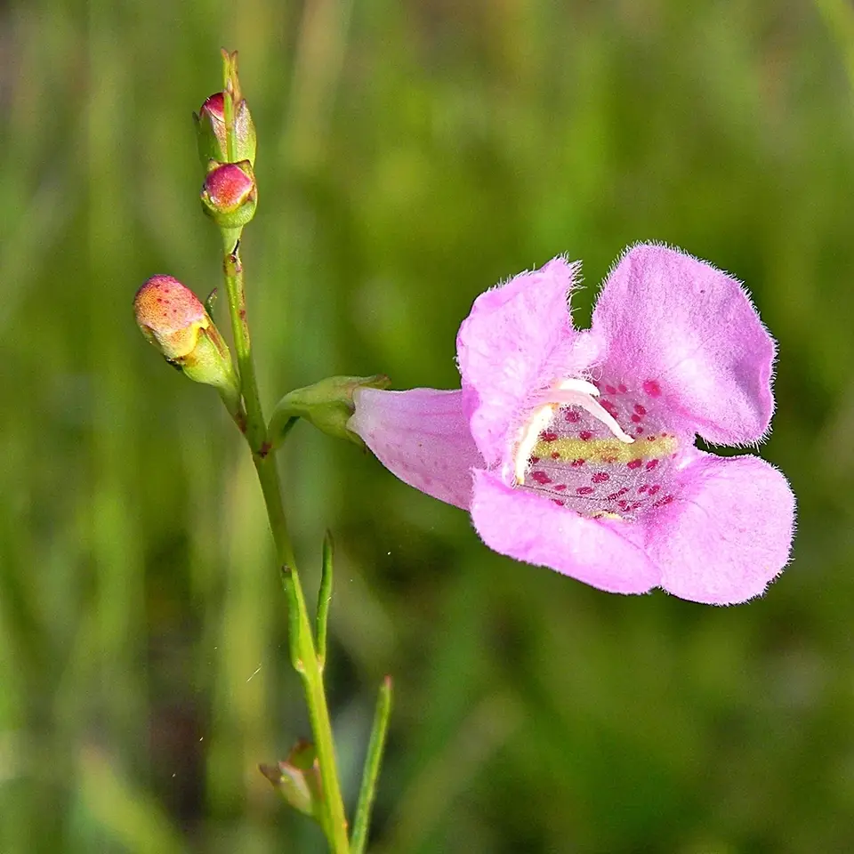 Beach False Foxglove (Agalinis fasciculata)