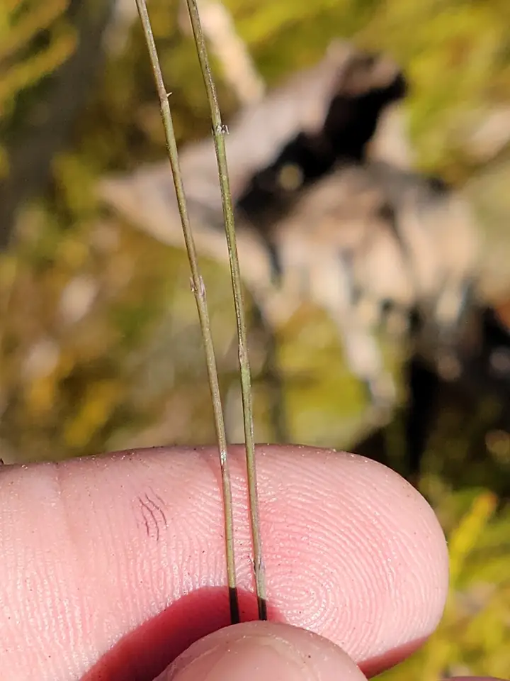 Jackson False Foxglove (Agalinis filicaulis)