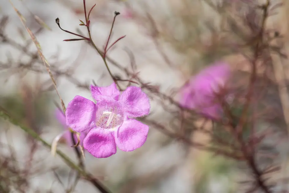 Seminole False Foxglove (Agalinis filifolia)