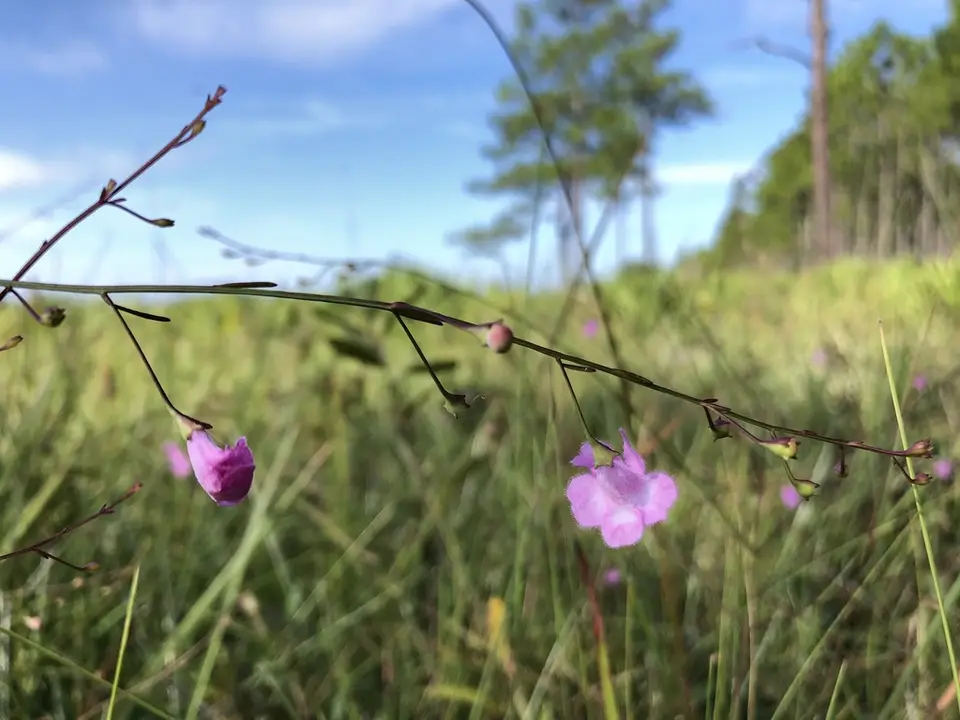 Hampton False Foxglove (Agalinis flexicaulis)