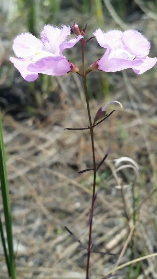 Coastal Plain False Foxglove (Agalinis harperi)
