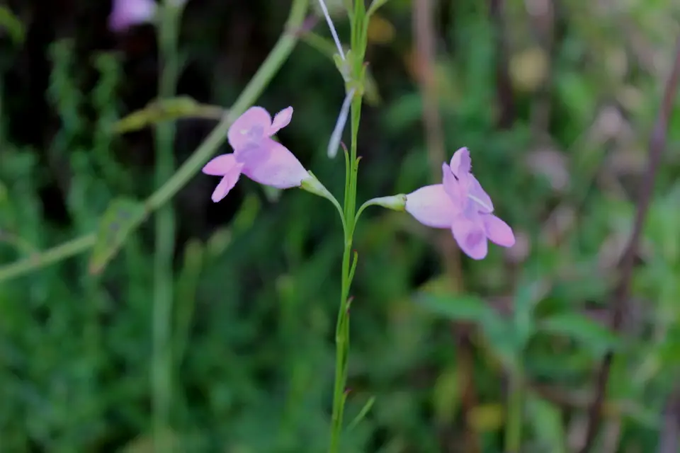 Flaxleaf False Foxglove (Agalinis linifolia)