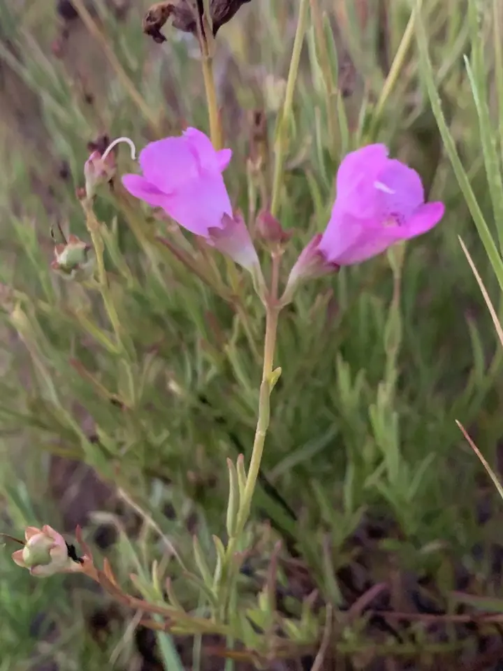 Saltmarsh False Foxglove (Agalinis maritima)
