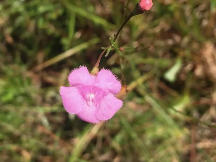 Tenlobe False Foxglove (Agalinis obtusifolia)