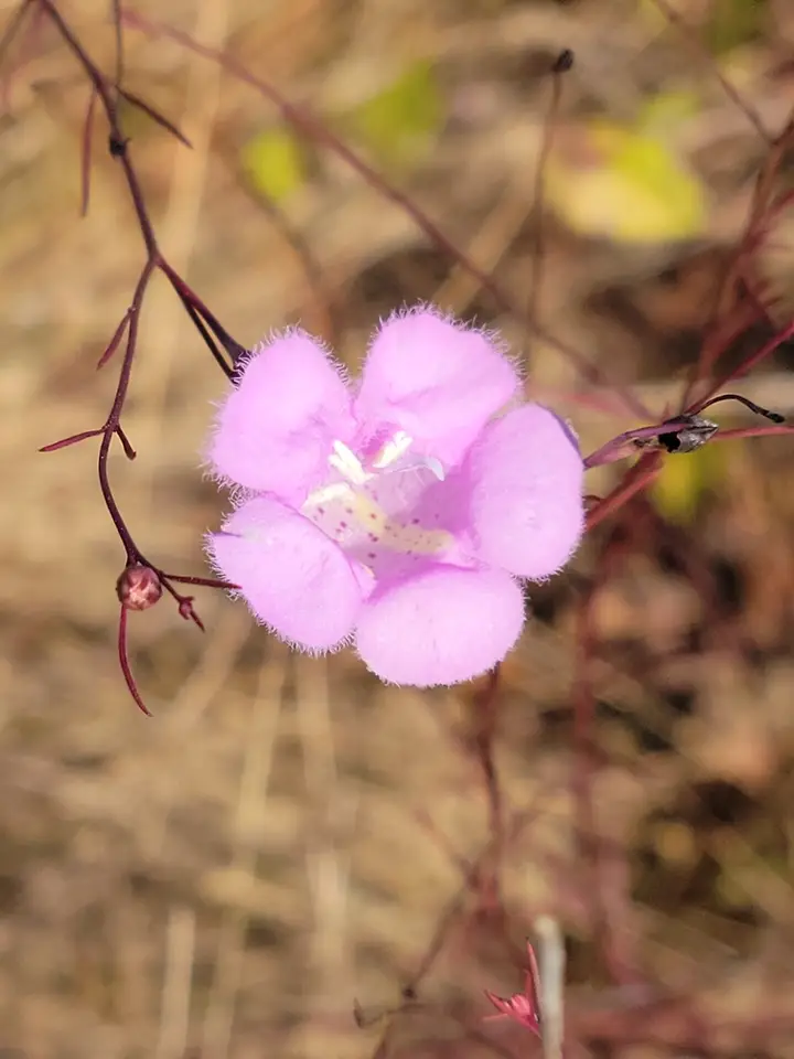 Chattahoochee False Foxglove (Agalinis plukenetii)