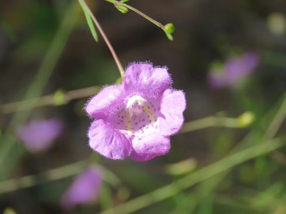 St. Mark's False Foxglove (Agalinis pulchella)