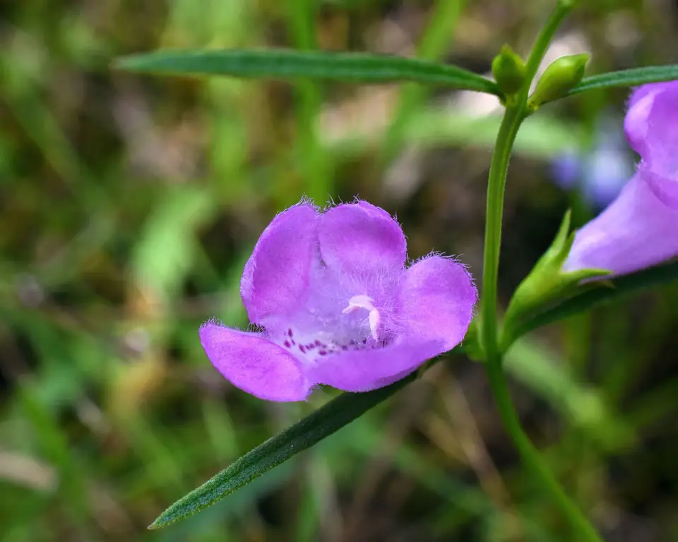 Purple False Foxglove (Agalinis purpurea)