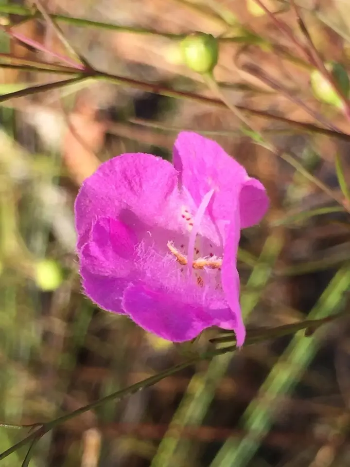Threadleaf False Foxglove (Agalinis setacea)