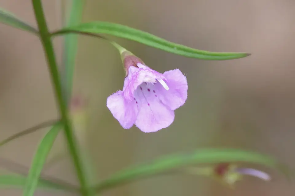 Slender False Foxglove (Agalinis tenuifolia)
