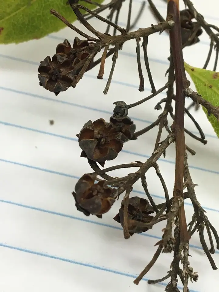 Florida Hobblebush (Agarista populifolia)