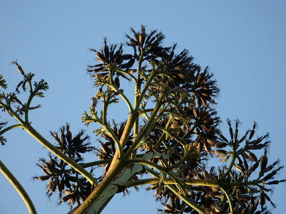 American Century Plant (Agave americana)