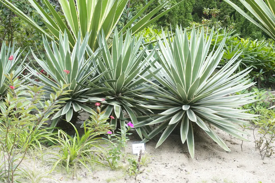 Caribbean Agave (Agave angustifolia)