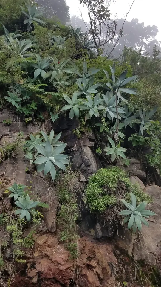 Swan-Neck Agave (Agave attenuata)