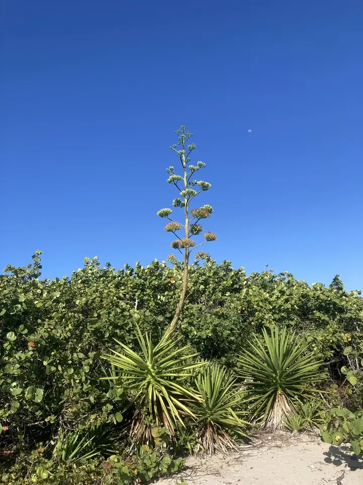 False Sisal (Agave decipiens)