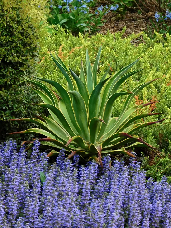Smooth Agave (Agave desmetiana)