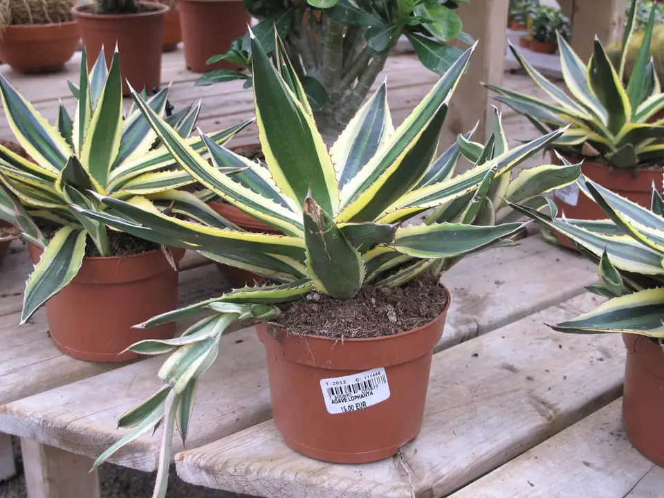 Thorn-Crested Agave (Agave lophantha)