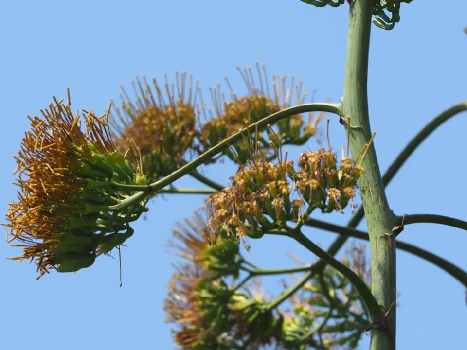 Sisal (Agave sisalana)