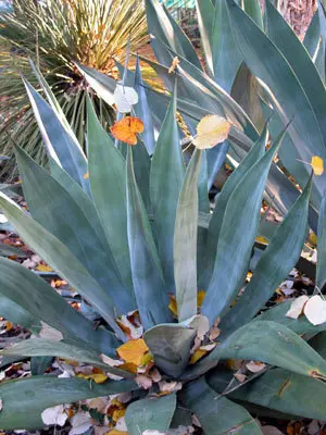 Weber's Century Plant (Agave weberi)