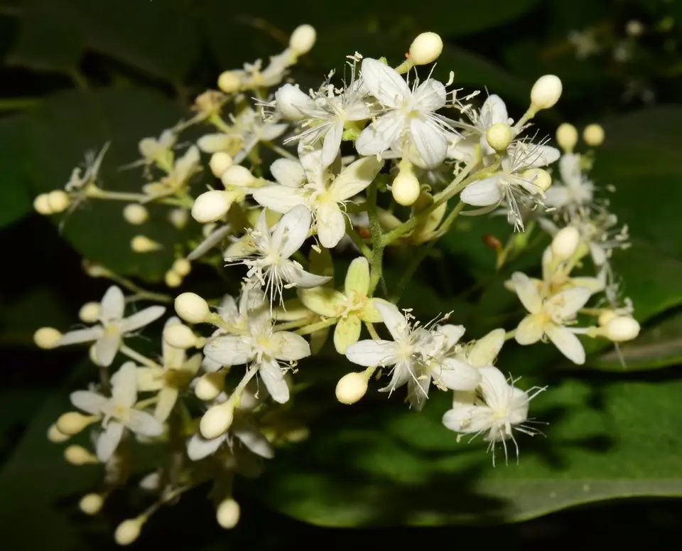Rockroot (Agdestis clematidea)
