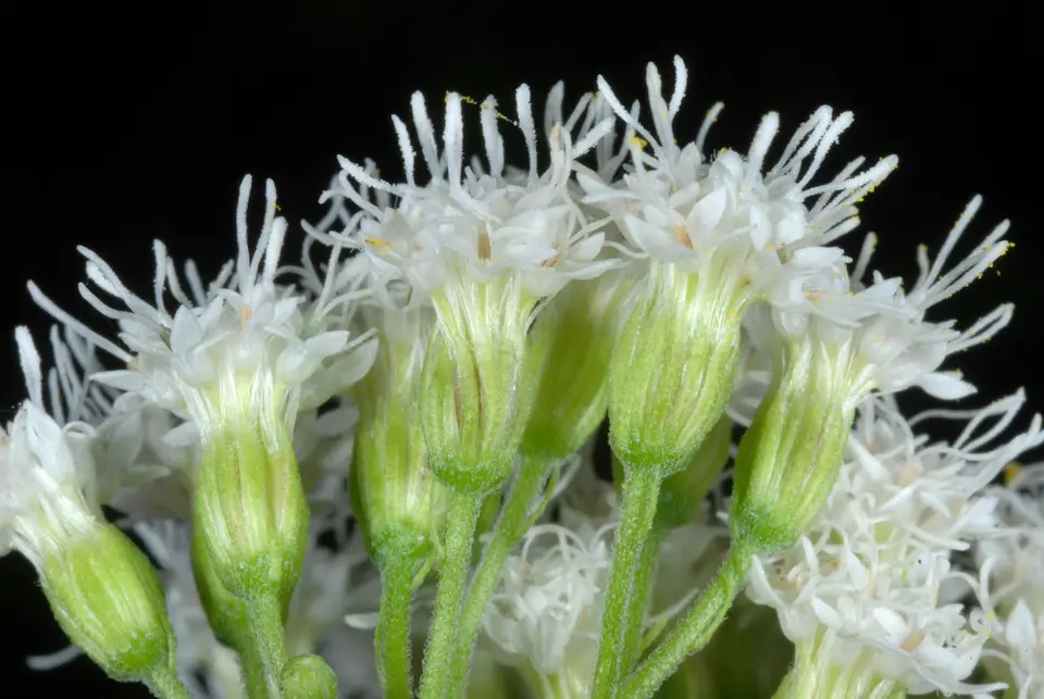 White Snakeroot (Ageratina altissima)