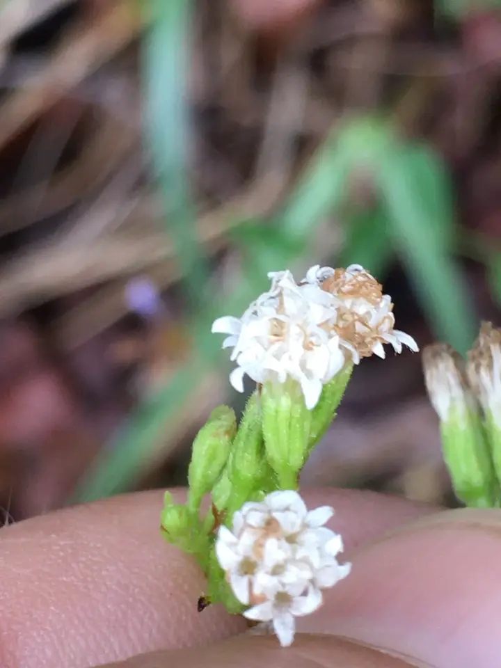 Smaller White Snakeroot (Ageratina aromatica)