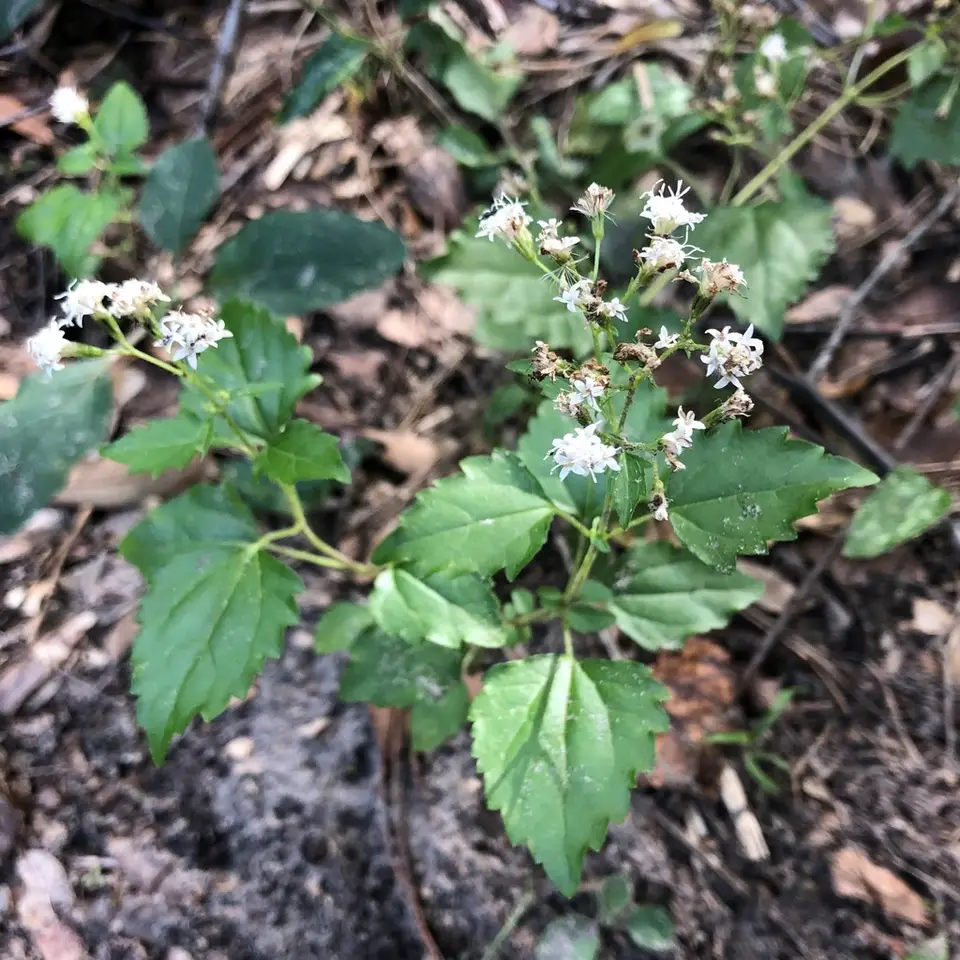 Hammock Snakeroot (Ageratina jucunda)