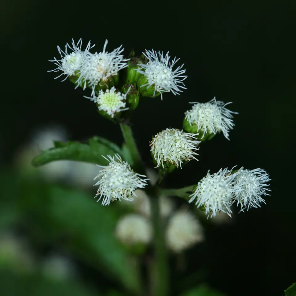 Billygoat Weed (Ageratum conyzoides)