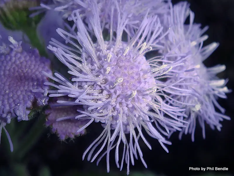 Bluemink (Ageratum houstonianum)