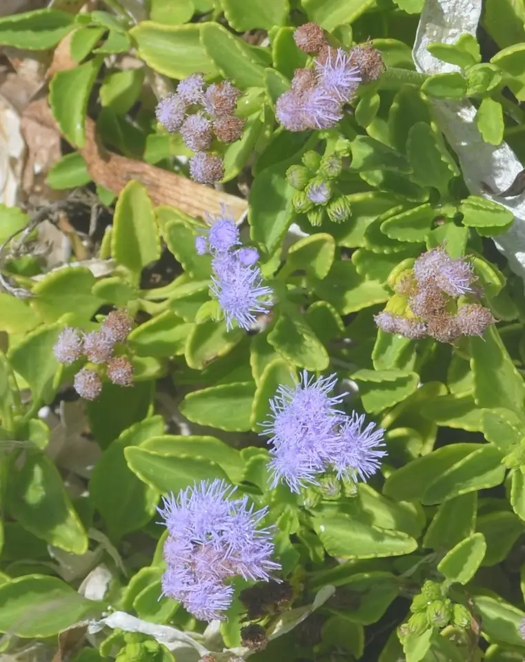 Seashore Ageratum (Ageratum maritimum)