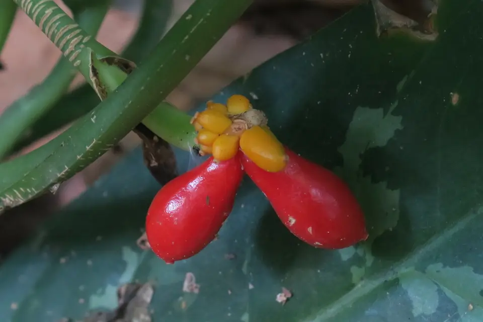 Philippine Evergreen (Aglaonema commutatum)