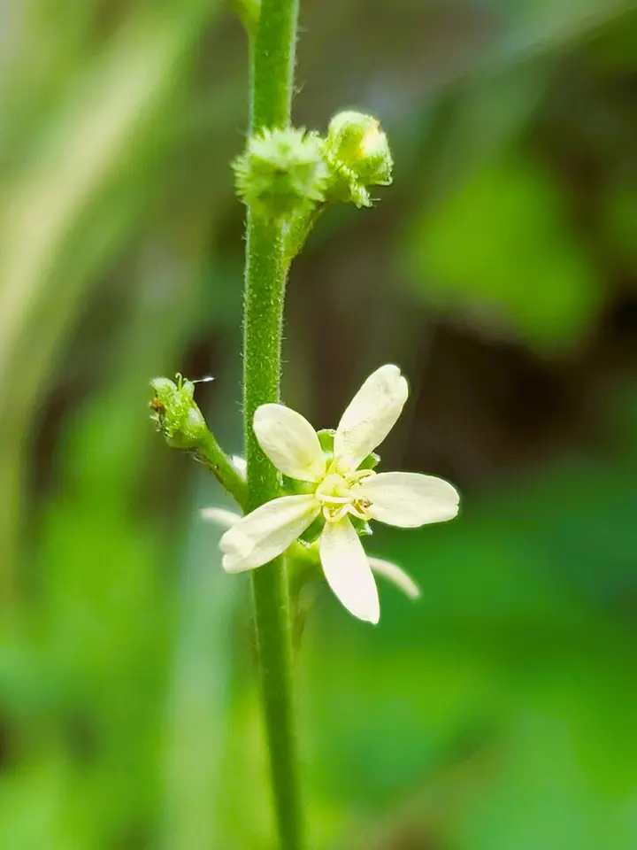 Incised Agrimony (Agrimonia incisa)