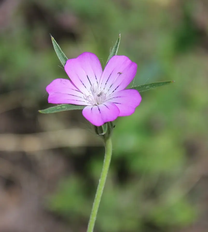 Corn Cockle (Agrostemma githago)