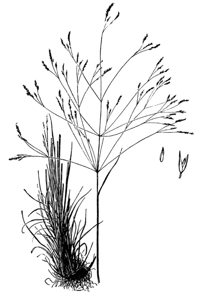 Winter Bentgrass (Agrostis hyemalis)