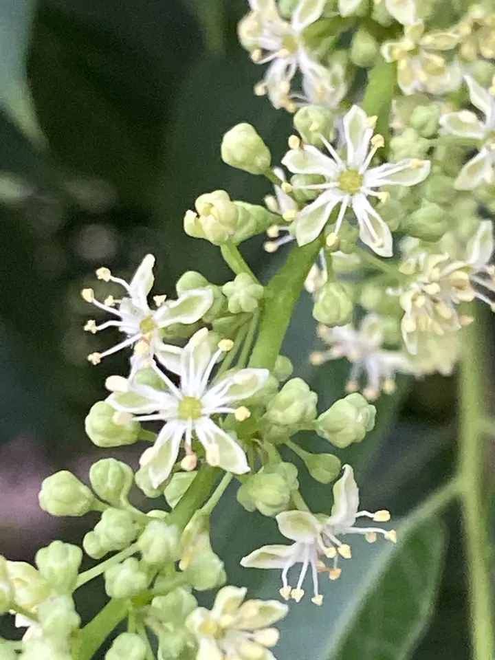 Tree-Of-Heaven (Ailanthus altissima)