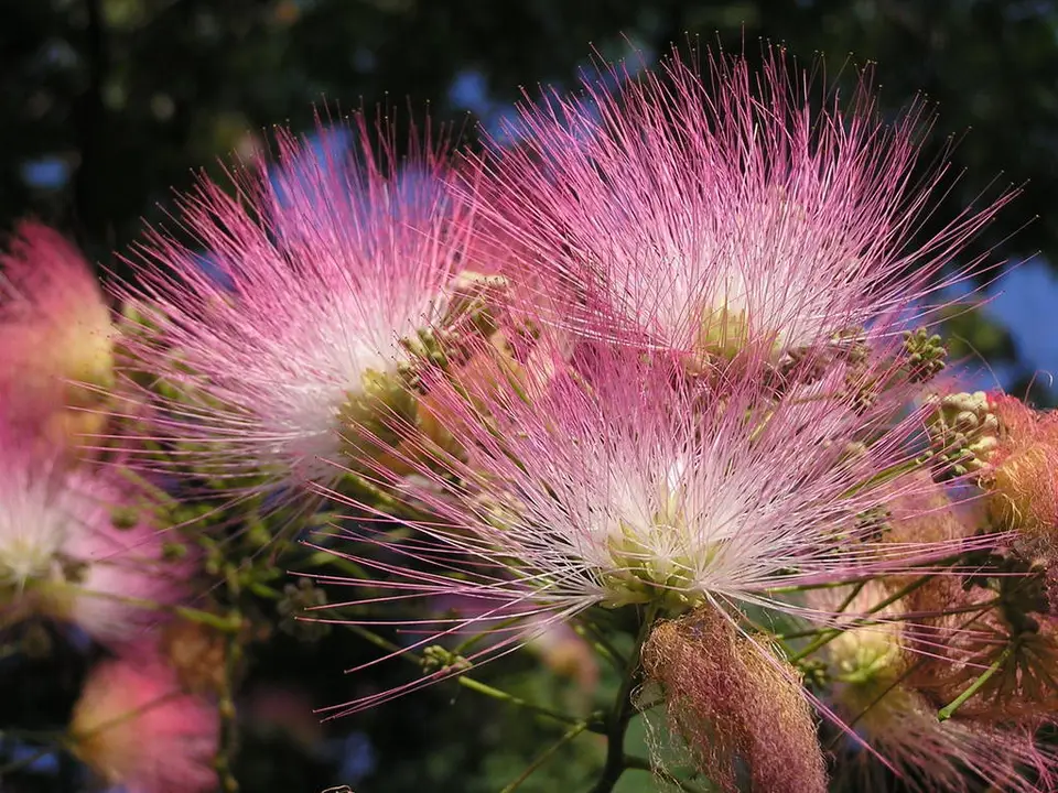 Persian Silk Tree (Albizia julibrissin)