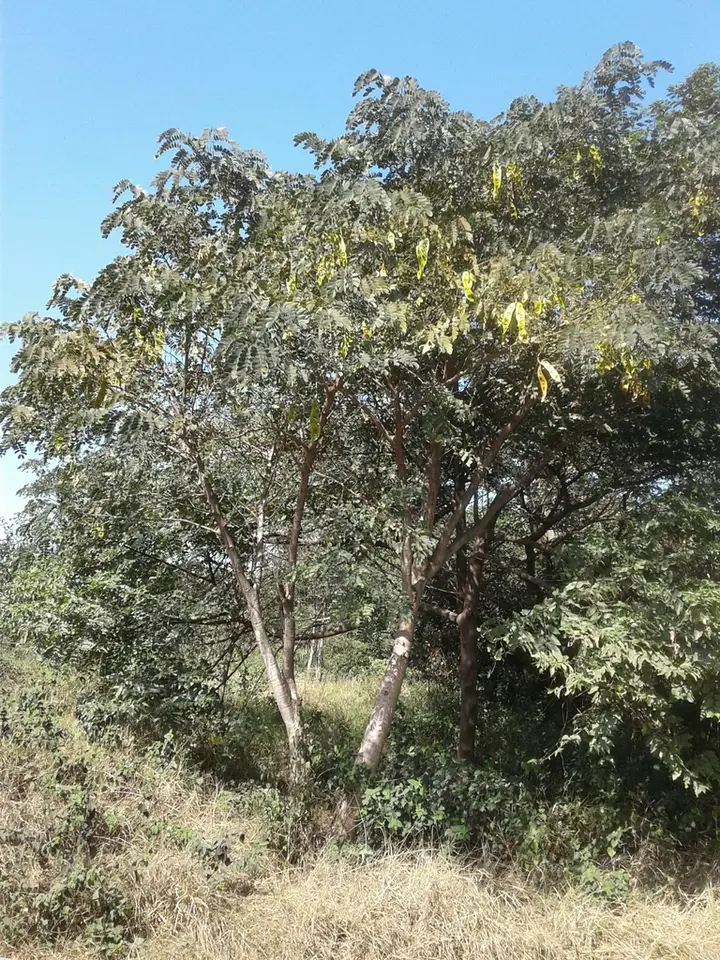 Lebbeck (Albizia lebbeck)