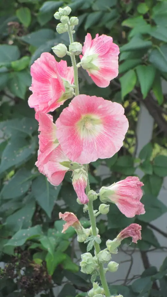 Hollyhock (Alcea rosea)