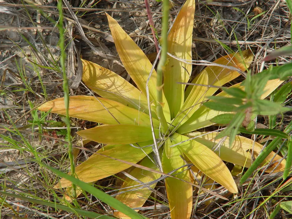 Golden Miller's-Maid (Aletris aurea)